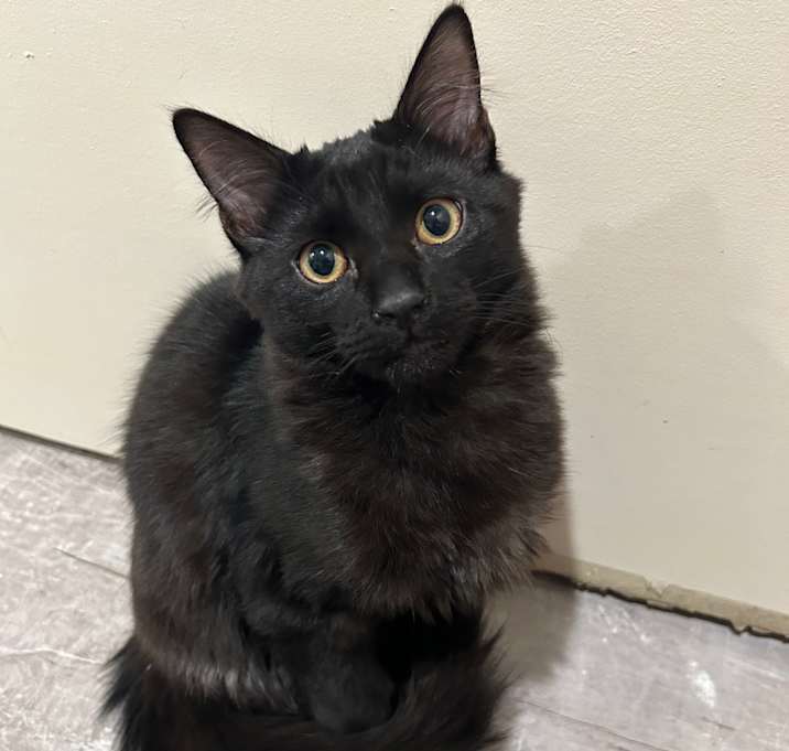 Photo of Toast (with Crostini)