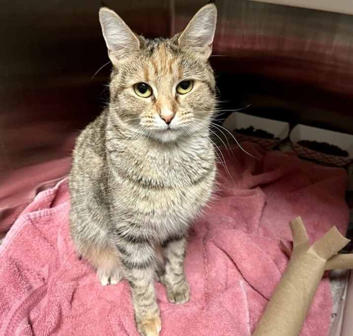 Photo of Piña Colada