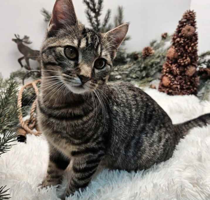 Photo of KITTEN PHIL