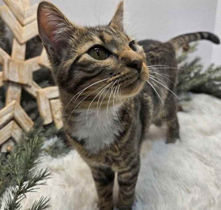 Photo of KITTEN PEETA