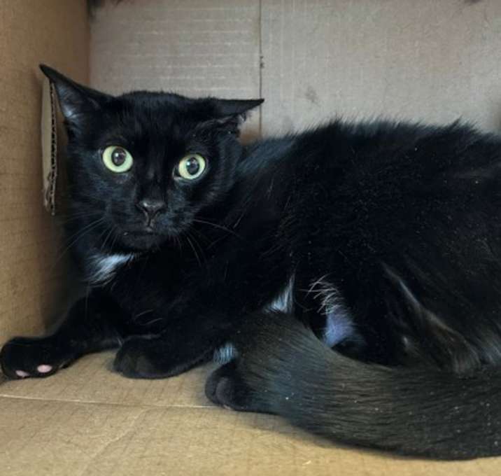 Photo of Missy (Bonded with Baby)