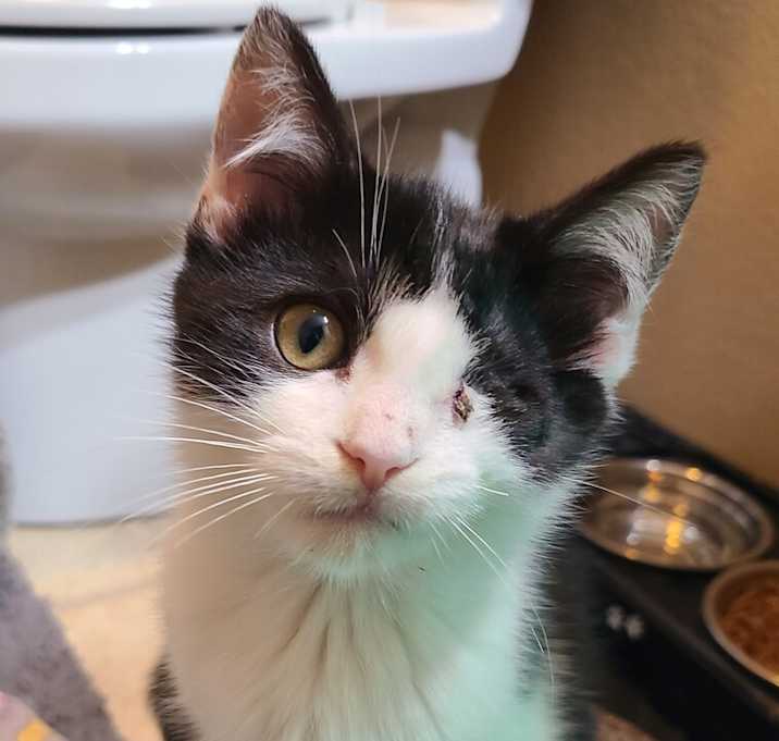 Photo of Grasshopper