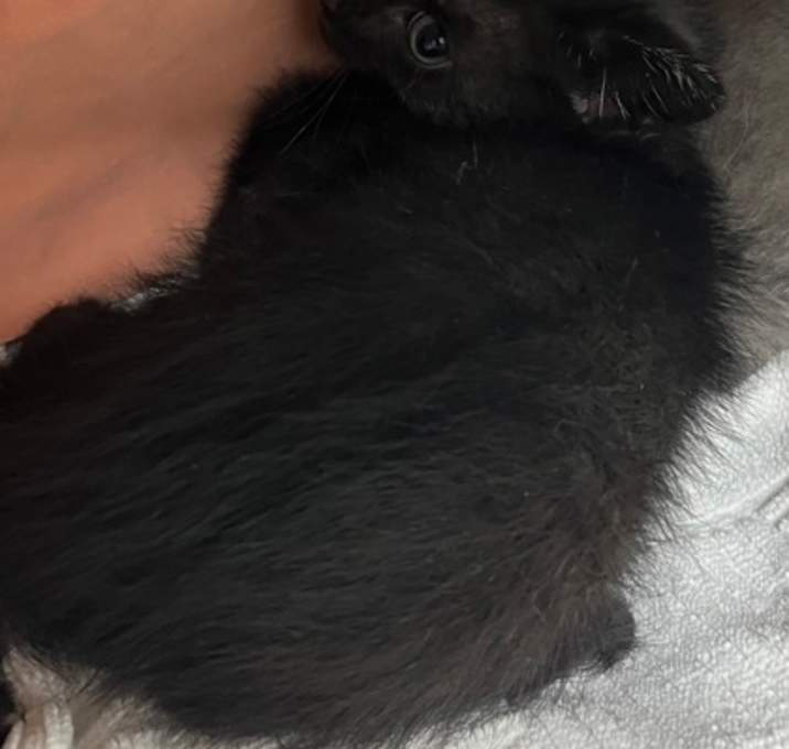 Photo of Lou Lou Who 1478-25