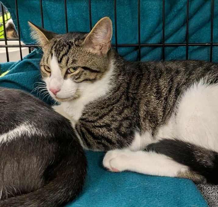 Photo of Cinnamon Roll