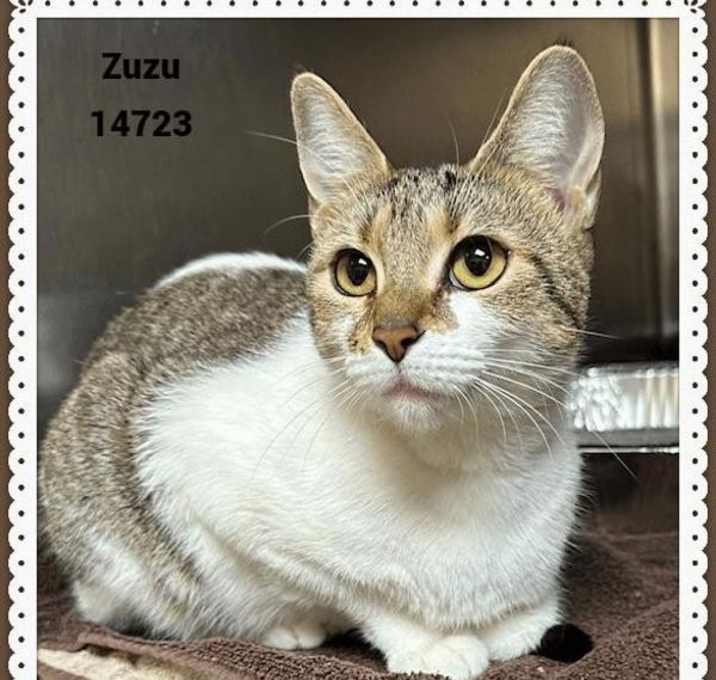 Photo of Zuzu (650)