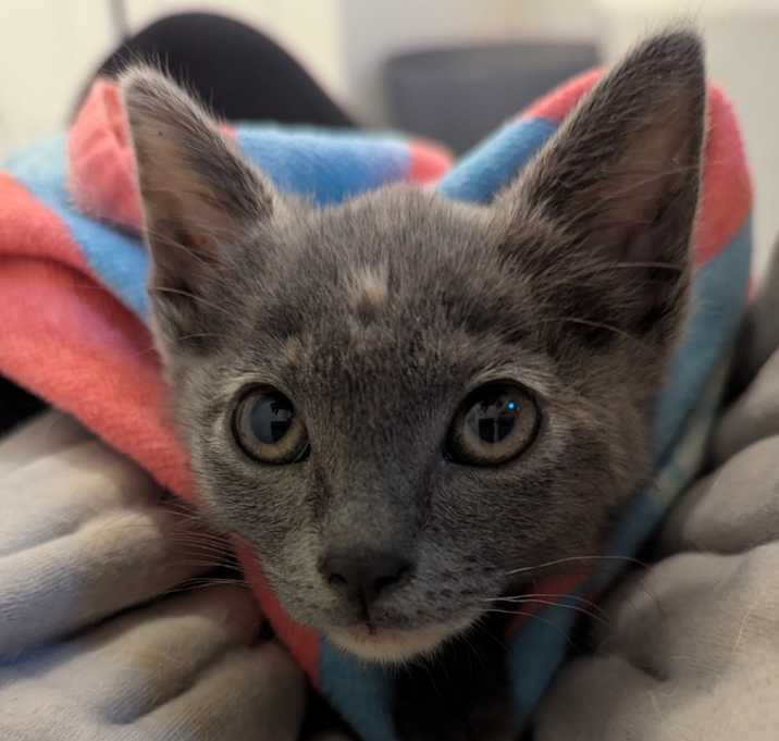 Photo of Rubber Ducky