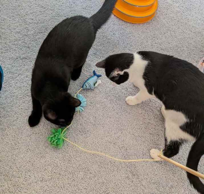 Photo of Mabel and Leo *Bonded Pair*