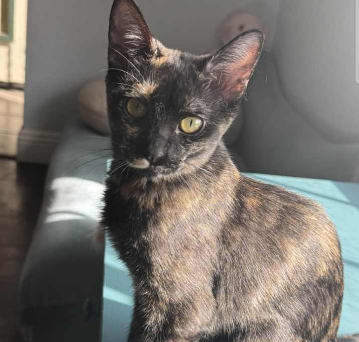 Photo of Tina Turner