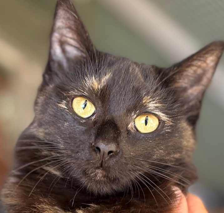 Photo of Rumor Has It