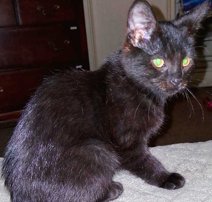 Photo of Cherry Bomb