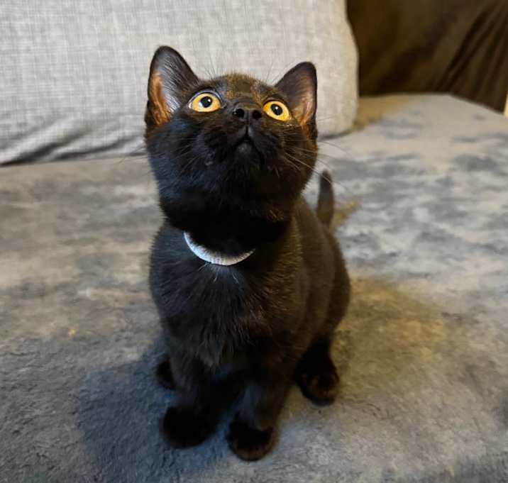 Photo of Zippy (White Collar)