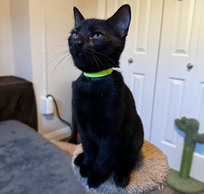 Photo of Zena (neon green collar)