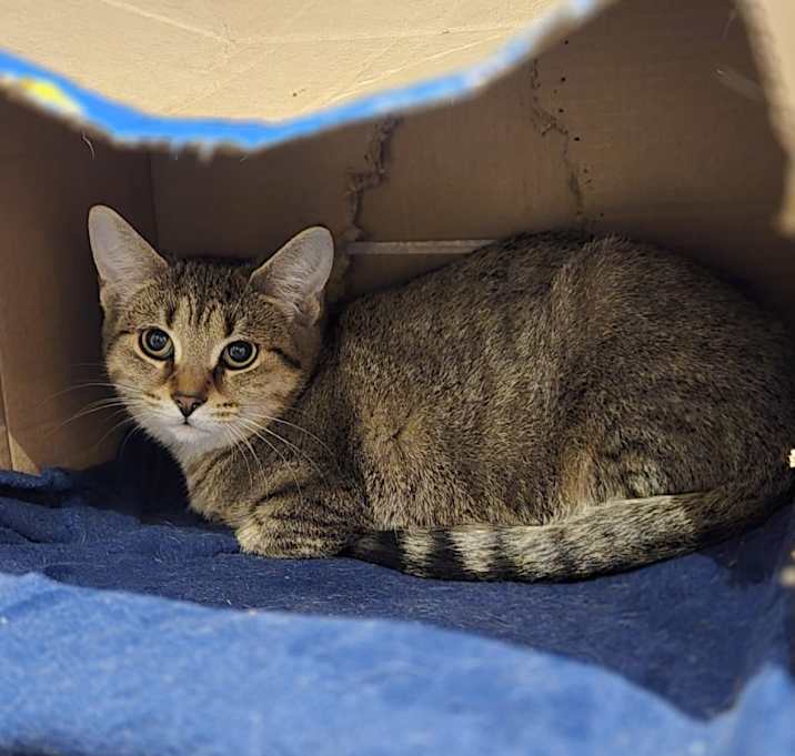 Photo of Darcy (green collar)