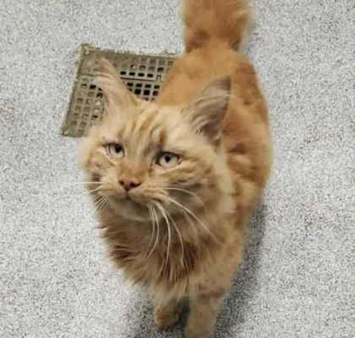 Photo of Zoodle Noodle