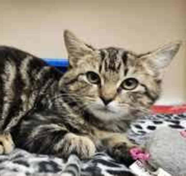 Photo of Samuel Ocelot