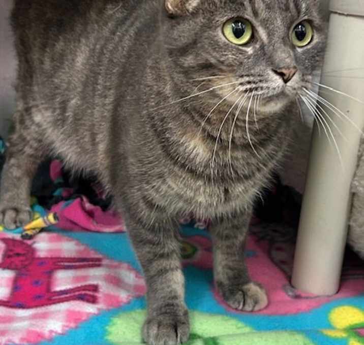 Photo of 251677  Kogi