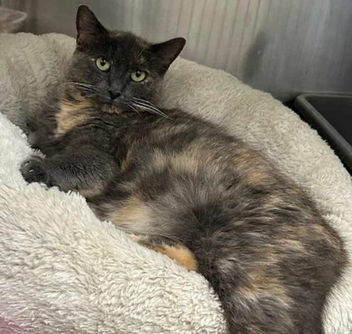 Photo of 251677  Gingko