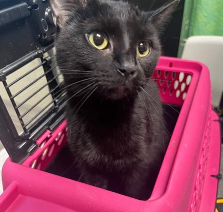 Photo of Scarlet Witch