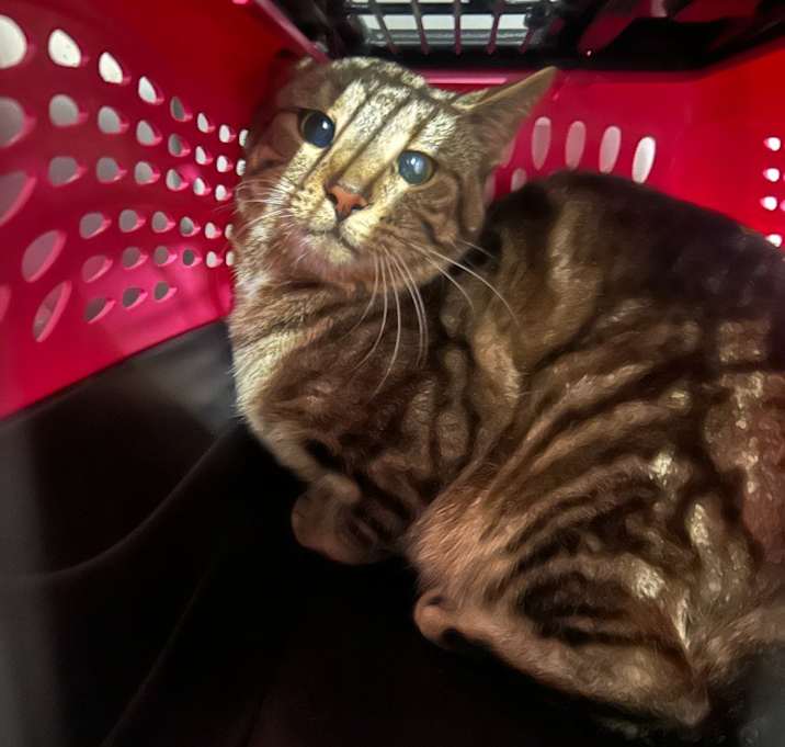 Photo of Colin Feral