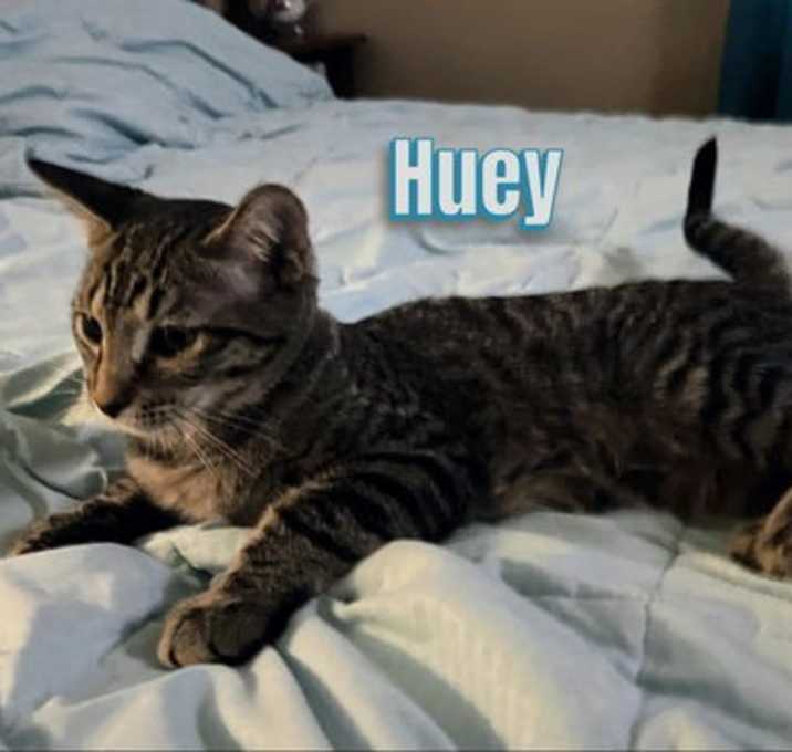 Photo of Duey and Huey