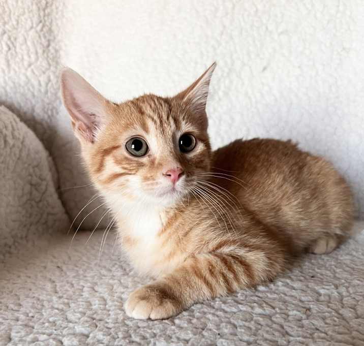 Photo of Rusty ~ Project Kitty