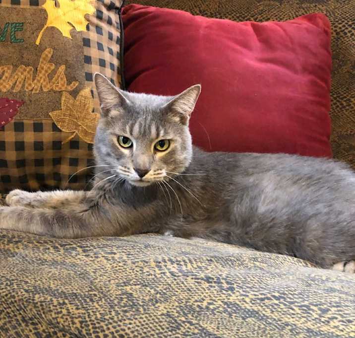 Photo of Shenanigans