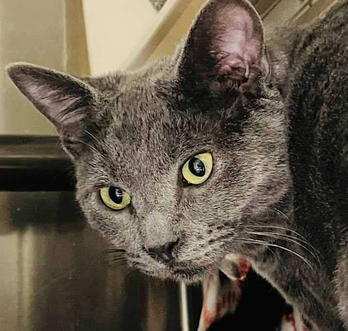 Photo of Olivia bonded w/ Olive