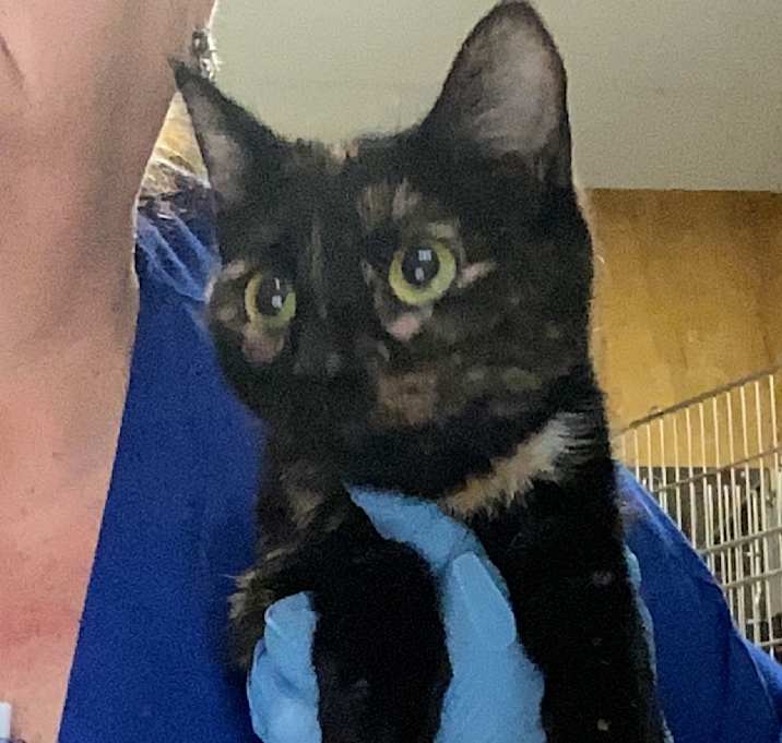 Photo of Squash Blossom 