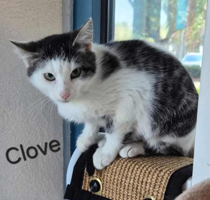 Photo of Clove (Barn Cat)
