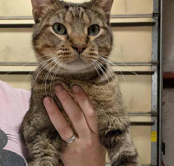 Photo of Tabby cats!