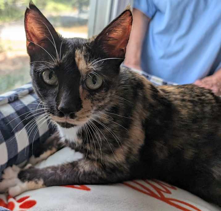 Photo of Nessie-Mom (Callie)