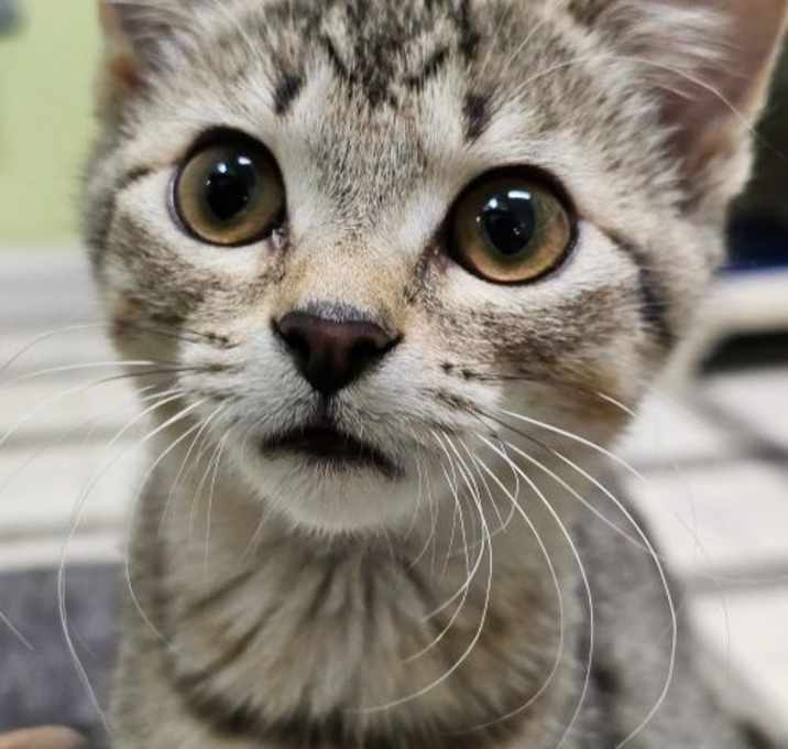 Photo of Sarah 5619C