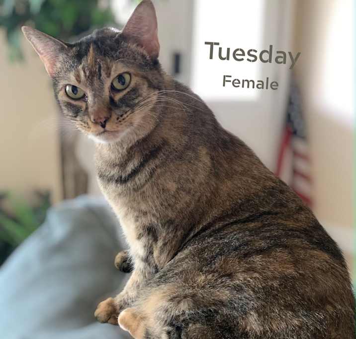 Photo of Tuesday