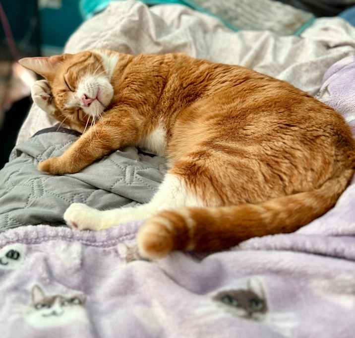 Photo of Maximillian (Max)