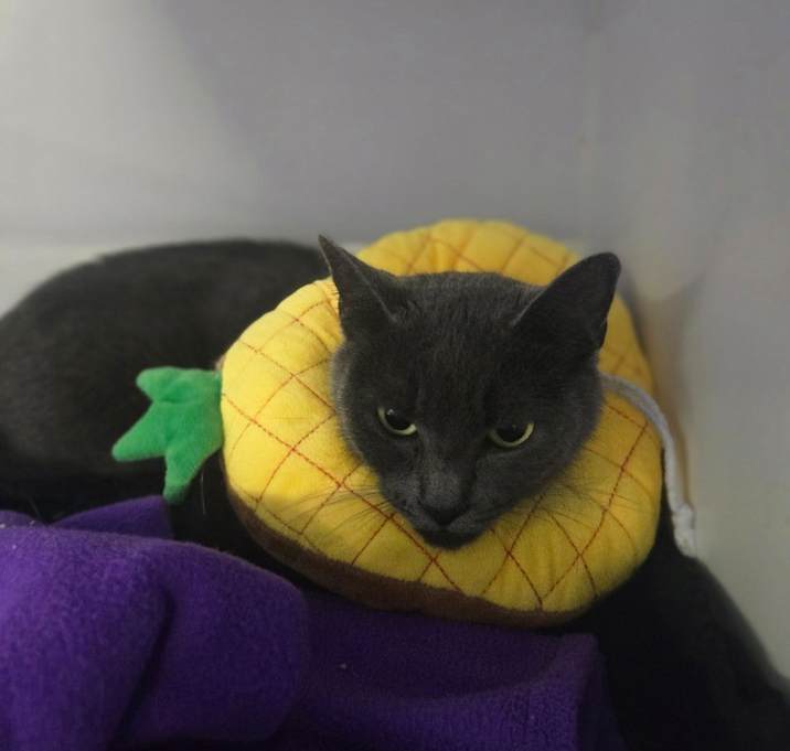 Photo of Primadonna Girl