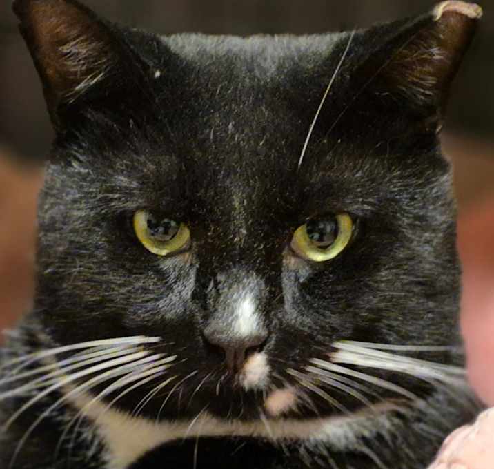 Photo of Angus: adoption pending