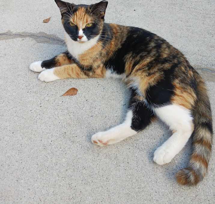 Photo of Bandita (Dita)