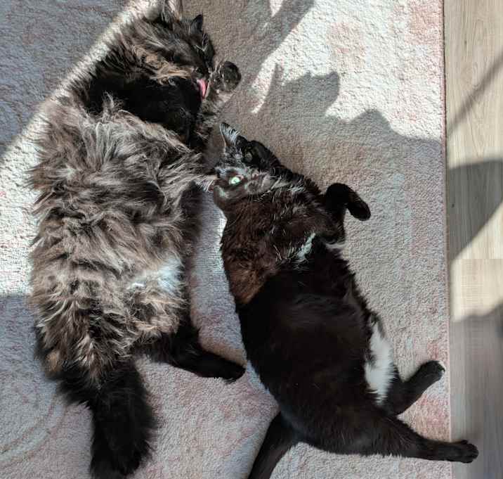 Photo of Salem and Goose