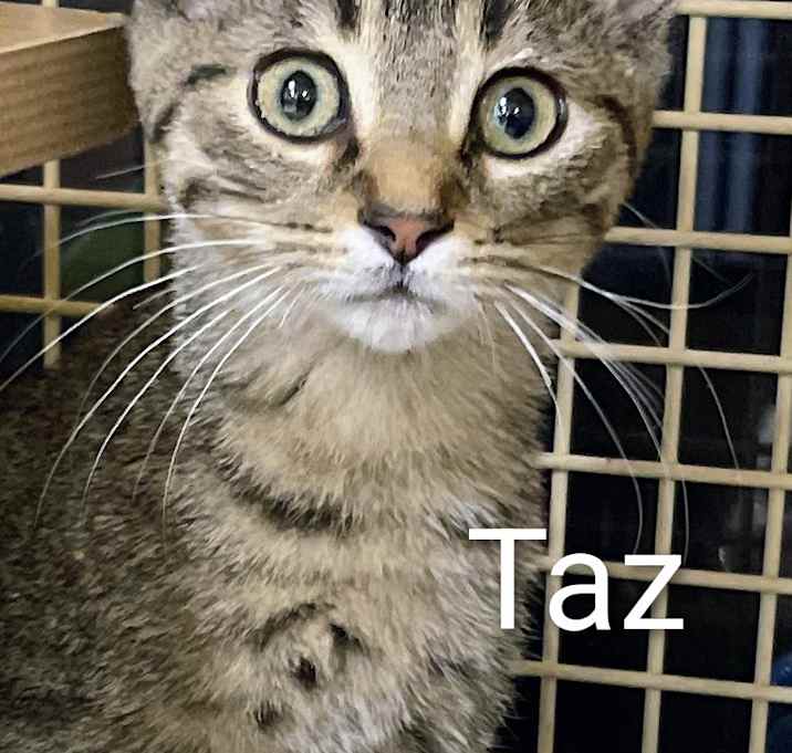 Photo of Taz