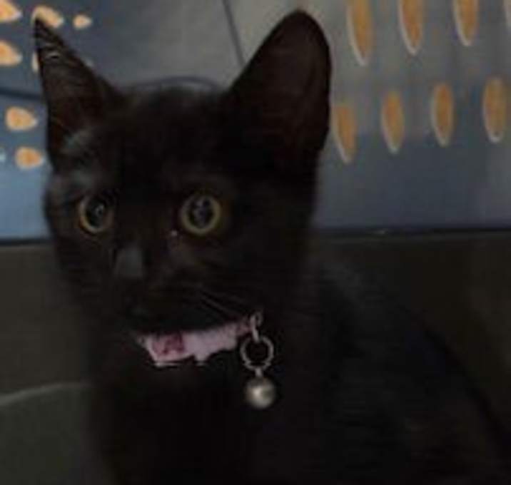 Photo of Bina (Mini Princess panther)