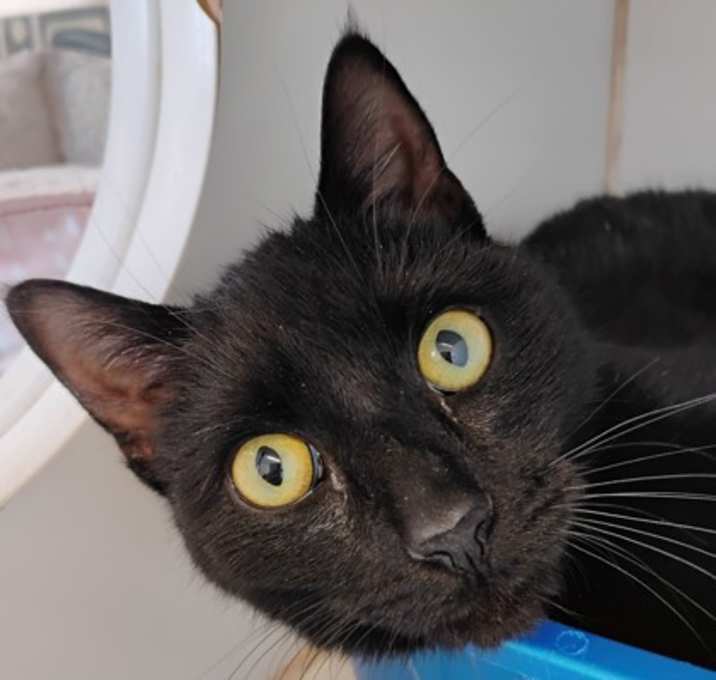 Photo of Coconut Muffin