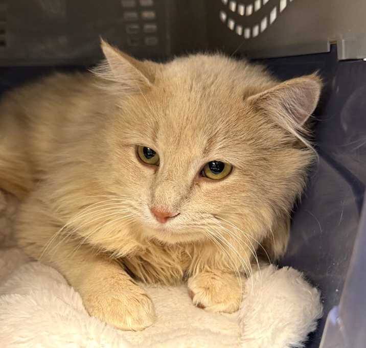 Photo of Captain Fuzzpaws