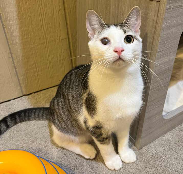 Photo of 0825-96 Sandal