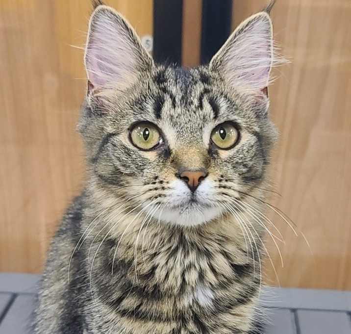 Photo of Celia (kitten) - must go with Corina