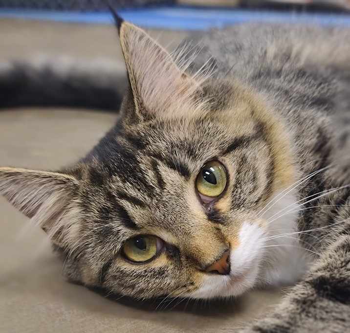 Photo of Corina (kitten) - must go with Celia