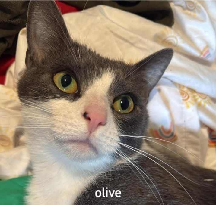 Photo of Olive