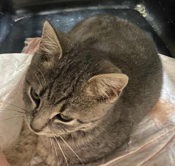 Photo of Holly berry