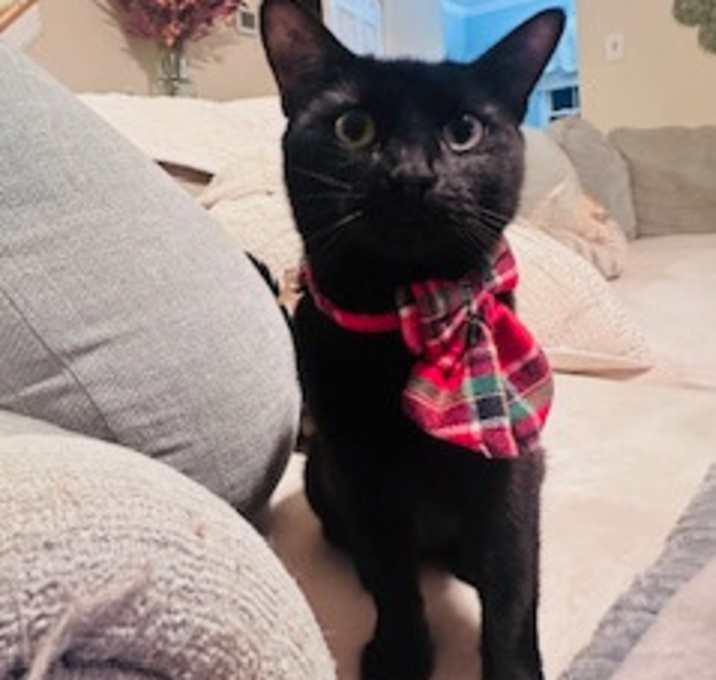 Photo of 1125-72 Lenore