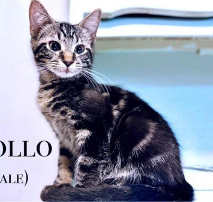 Photo of Apollo