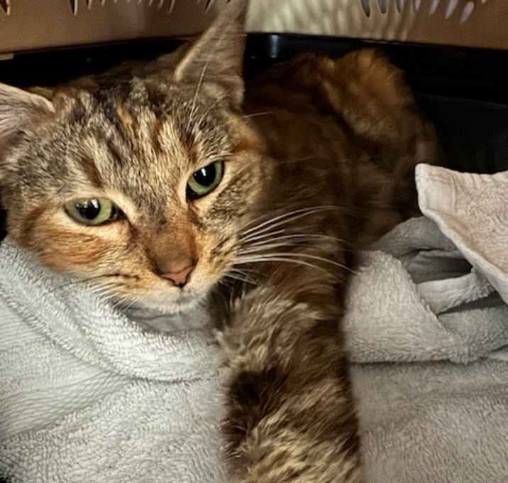 Photo of 1125-118 Calista